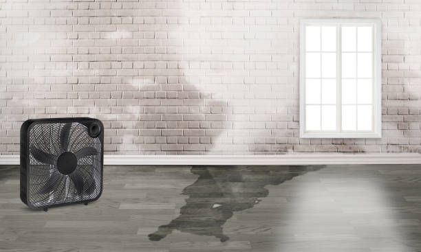 Best Sewage cleanup and water damage restoration  in Louisville, OH